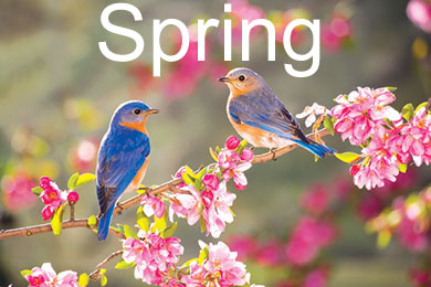 image of falling leaves